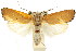  ( - CCDB-15735-C12)  @11 [ ] CreativeCommons - Attribution (2011) ANIC/CBG Photography Group Centre for Biodiversity Genomics