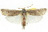  ( - CCDB-15737-G03)  @14 [ ] CreativeCommons - Attribution (2011) ANIC/CBG Photography Group Centre for Biodiversity Genomics