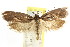  ( - CCDB-15738-G04)  @11 [ ] CreativeCommons - Attribution (2011) ANIC/CBG Photography Group Centre for Biodiversity Genomics