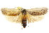  (Maroga - CCDB-15739-A11)  @16 [ ] CreativeCommons - Attribution (2011) ANIC/CBG Photography Group Centre for Biodiversity Genomics