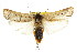  ( - CCDB-15739-B08)  @15 [ ] CreativeCommons - Attribution (2011) ANIC/CBG Photography Group Centre for Biodiversity Genomics
