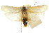  ( - CCDB-15739-C01)  @11 [ ] CreativeCommons - Attribution (2011) ANIC/CBG Photography Group Centre for Biodiversity Genomics