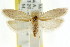  ( - CCDB-15739-C02)  @11 [ ] CreativeCommons - Attribution (2011) ANIC/CBG Photography Group Centre for Biodiversity Genomics