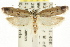  ( - CCDB-15739-D06)  @11 [ ] CreativeCommons - Attribution (2011) ANIC/CBG Photography Group Centre for Biodiversity Genomics