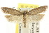  ( - CCDB-15739-E12)  @11 [ ] CreativeCommons - Attribution (2011) ANIC/CBG Photography Group Centre for Biodiversity Genomics