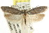  ( - CCDB-15739-F08)  @14 [ ] CreativeCommons - Attribution (2011) ANIC/CBG Photography Group Centre for Biodiversity Genomics