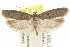  ( - CCDB-15739-G03)  @15 [ ] CreativeCommons - Attribution (2011) ANIC/CBG Photography Group Centre for Biodiversity Genomics