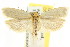  ( - CCDB-15739-G12)  @11 [ ] CreativeCommons - Attribution (2011) ANIC/CBG Photography Group Centre for Biodiversity Genomics