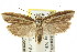  ( - CCDB-15740-D12)  @13 [ ] CreativeCommons - Attribution (2011) ANIC/CBG Photography Group Centre for Biodiversity Genomics
