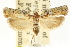  ( - CCDB-15740-H01)  @11 [ ] CreativeCommons - Attribution (2011) ANIC/CBG Photography Group Centre for Biodiversity Genomics