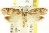  ( - CCDB-15740-H05)  @11 [ ] CreativeCommons - Attribution (2011) ANIC/CBG Photography Group Centre for Biodiversity Genomics