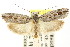 ( - CCDB-15740-H11)  @11 [ ] CreativeCommons - Attribution (2011) ANIC/CBG Photography Group Centre for Biodiversity Genomics