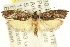  ( - CCDB-15741-B05)  @11 [ ] CreativeCommons - Attribution (2011) ANIC/CBG Photography Group Centre for Biodiversity Genomics
