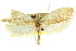  ( - CCDB-15741-F06)  @11 [ ] CreativeCommons - Attribution (2011) ANIC/CBG Photography Group Centre for Biodiversity Genomics