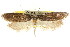  (Heterochyta sp. ANIC6 - CCDB-15741-H09)  @11 [ ] CreativeCommons - Attribution (2011) ANIC/CBG Photography Group Centre for Biodiversity Genomics