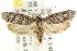  ( - CCDB-15742-B05)  @13 [ ] CreativeCommons - Attribution (2011) ANIC/CBG Photography Group Centre for Biodiversity Genomics