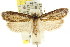  ( - CCDB-15742-D12)  @11 [ ] CreativeCommons - Attribution (2011) ANIC/CBG Photography Group Centre for Biodiversity Genomics