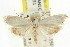  ( - CCDB-15742-G03)  @13 [ ] CreativeCommons - Attribution (2011) ANIC/CBG Photography Group Centre for Biodiversity Genomics