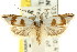  ( - CCDB-15742-G05)  @14 [ ] CreativeCommons - Attribution (2011) ANIC/CBG Photography Group Centre for Biodiversity Genomics