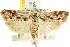  ( - CCDB-15742-G11)  @11 [ ] CreativeCommons - Attribution (2011) ANIC/CBG Photography Group Centre for Biodiversity Genomics