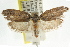  ( - CCDB-15743-C08)  @12 [ ] CreativeCommons - Attribution (2011) ANIC/CBG Photography Group Centre for Biodiversity Genomics