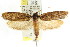  ( - CCDB-15743-D05)  @13 [ ] CreativeCommons - Attribution (2011) ANIC/CBG Photography Group Centre for Biodiversity Genomics