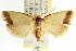  ( - CCDB-15743-D08)  @11 [ ] CreativeCommons - Attribution (2011) ANIC/CBG Photography Group Centre for Biodiversity Genomics