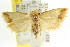  ( - CCDB-15743-D11)  @11 [ ] CreativeCommons - Attribution (2011) ANIC/CBG Photography Group Centre for Biodiversity Genomics