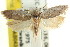  ( - CCDB-15743-D12)  @11 [ ] CreativeCommons - Attribution (2011) ANIC/CBG Photography Group Centre for Biodiversity Genomics