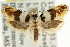  ( - CCDB-15743-E06)  @11 [ ] CreativeCommons - Attribution (2011) ANIC/CBG Photography Group Centre for Biodiversity Genomics