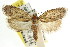  ( - CCDB-15743-F02)  @12 [ ] CreativeCommons - Attribution (2011) ANIC/CBG Photography Group Centre for Biodiversity Genomics