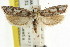  ( - CCDB-15743-F11)  @13 [ ] CreativeCommons - Attribution (2011) ANIC/CBG Photography Group Centre for Biodiversity Genomics
