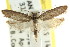  ( - CCDB-15744-D08)  @13 [ ] CreativeCommons - Attribution (2011) ANIC/CBG Photography Group Centre for Biodiversity Genomics