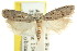  ( - CCDB-15744-E04)  @11 [ ] CreativeCommons - Attribution (2011) ANIC/CBG Photography Group Centre for Biodiversity Genomics