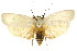  ( - CCDB-15744-F02)  @11 [ ] CreativeCommons - Attribution (2011) ANIC/CBG Photography Group Centre for Biodiversity Genomics