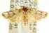  ( - CCDB-15745-E06)  @14 [ ] CreativeCommons - Attribution (2011) ANIC/CBG Photography Group Centre for Biodiversity Genomics