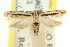  ( - CCDB-15746-C01)  @11 [ ] CreativeCommons - Attribution (2011) ANIC/CBG Photography Group Centre for Biodiversity Genomics