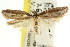  ( - CCDB-15746-E12)  @11 [ ] CreativeCommons - Attribution (2011) ANIC/CBG Photography Group Centre for Biodiversity Genomics