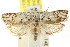  ( - CCDB-15747-B02)  @13 [ ] CreativeCommons - Attribution (2011) ANIC/CBG Photography Group Centre for Biodiversity Genomics