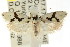  ( - CCDB-15747-B07)  @12 [ ] CreativeCommons - Attribution (2011) ANIC/CBG Photography Group Centre for Biodiversity Genomics