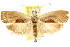  ( - CCDB-15747-F01)  @15 [ ] CreativeCommons - Attribution (2011) ANIC/CBG Photography Group Centre for Biodiversity Genomics