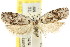  ( - CCDB-15747-F11)  @11 [ ] CreativeCommons - Attribution (2011) ANIC/CBG Photography Group Centre for Biodiversity Genomics