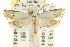  ( - CCDB-15748-D05)  @11 [ ] CreativeCommons - Attribution (2011) ANIC/CBG Photography Group Centre for Biodiversity Genomics