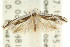  ( - CCDB-15748-E09)  @11 [ ] CreativeCommons - Attribution (2011) ANIC/CBG Photography Group Centre for Biodiversity Genomics