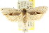  ( - CCDB-15748-F11)  @11 [ ] CreativeCommons - Attribution (2011) ANIC/CBG Photography Group Centre for Biodiversity Genomics