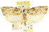  ( - CCDB-15748-G07)  @13 [ ] CreativeCommons - Attribution (2011) ANIC/CBG Photography Group Centre for Biodiversity Genomics
