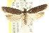  ( - CCDB-15749-E11)  @11 [ ] CreativeCommons - Attribution (2011) ANIC/CBG Photography Group Centre for Biodiversity Genomics