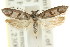  ( - CCDB-15749-F01)  @13 [ ] CreativeCommons - Attribution (2011) ANIC/CBG Photography Group Centre for Biodiversity Genomics