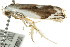  ( - CCDB-15750-C11)  @12 [ ] CreativeCommons - Attribution (2011) ANIC/CBG Photography Group Centre for Biodiversity Genomics