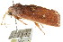  ( - CCDB-15750-G04)  @12 [ ] CreativeCommons - Attribution (2011) ANIC/CBG Photography Group Centre for Biodiversity Genomics